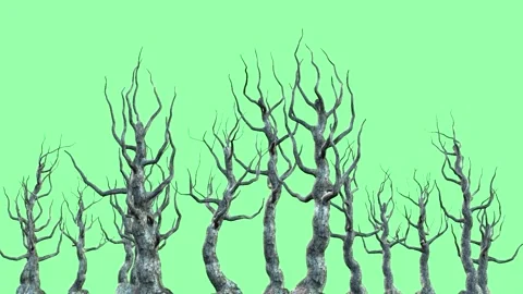 Swamp trees (2) Stock Footage 273189873