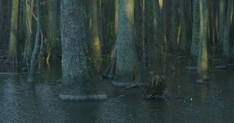 Swamp Trees Stock Footage 13688115
