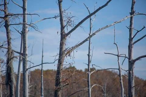Swamp Trees Stock Photos