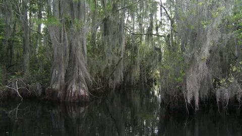 Swamp tunnel Stock Footage 131888100