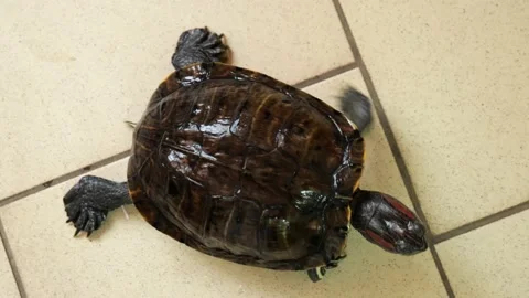 Swamp turtle close-up crawling on the floor Stock Footage 151288543