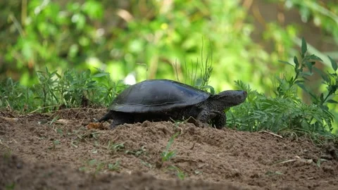 Swamp turtle. Emys orbicularis. Stock Footage 244952880
