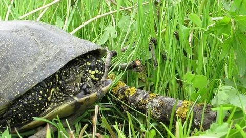 Swamp turtle slowly pokes its head out of its shell  Emys orbicularis Stock Footage 153631257