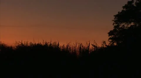 Swamp twilight Silhouetted Tree and Grass in Sunset, the Everglades Florida Vide 스톡 동영상 12761540