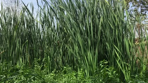 Swamp Vegetation Stock Footage