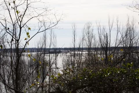 Swamp Vegetation Stock Photos