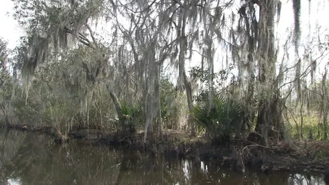 Swamp vegetation rightside 3 Stock Footage 88293096