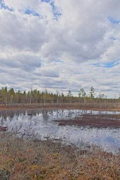 Swamp view. Stock Photos