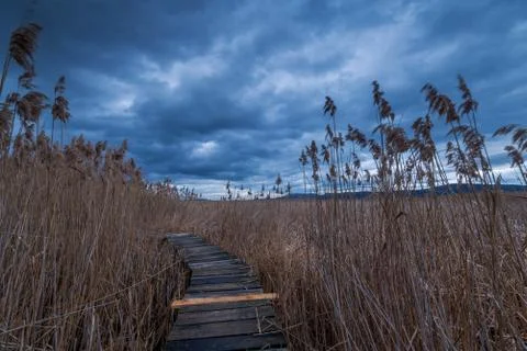 Swamp walking path. Stock Photos