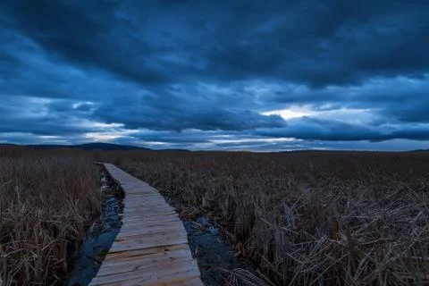 Swamp walking path. Stock Photos