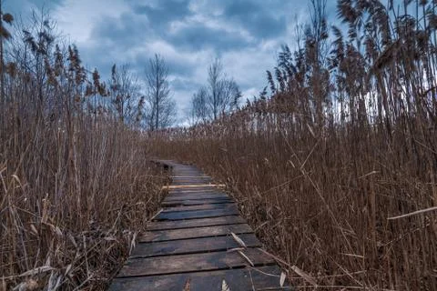 Swamp walking path. Stock Photos