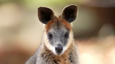 Swamp Wallaby in Australia Stock Footage 327607997