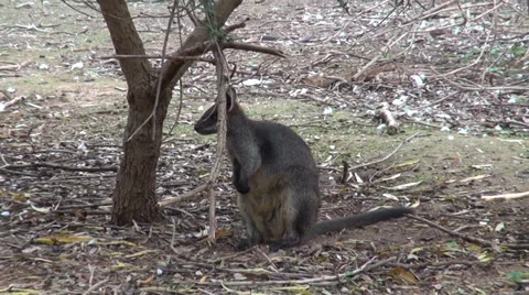 Swamp Wallaby grooming Stock Footage 38385492