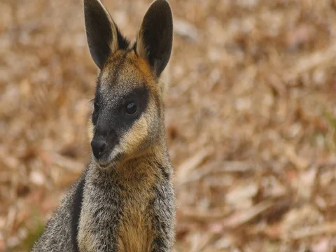 Swamp wallaby macropod marsupial of eastern Australia Stock Footage 74858337