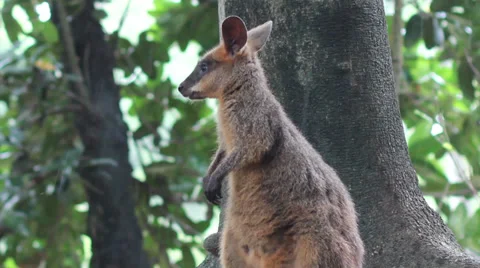Swamp Wallaby in the Rain Stock Footage 35824860