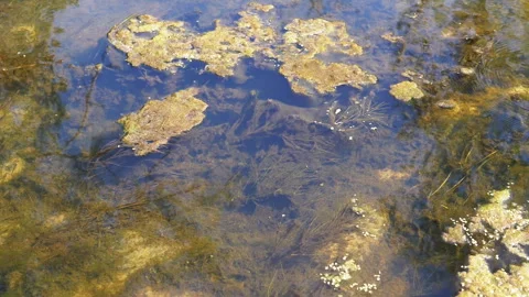 Swamp Water and Algae Stock Footage 293265424