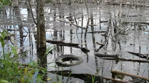 Swamp Water 動画素材 8506989