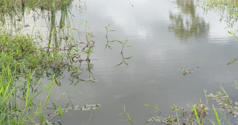 Swamp  water Stock Footage 191744968