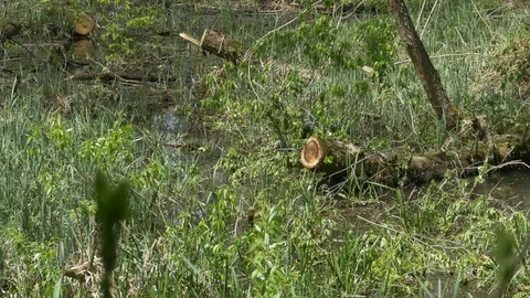 Swamp Water Plants Stock Footage 75041806