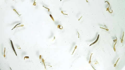 Swamp Water Sample 10x (HD) Stock Footage 4751017
