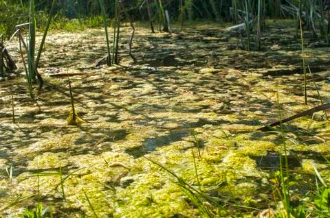 Swamp water surface closeup Stock Photos
