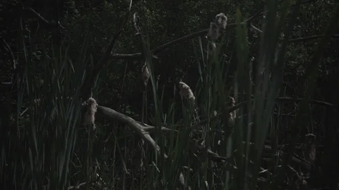 Swamp waters Stockbeeldmateriaal 110798689