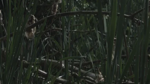 Swamp waters Stock Footage 110798705