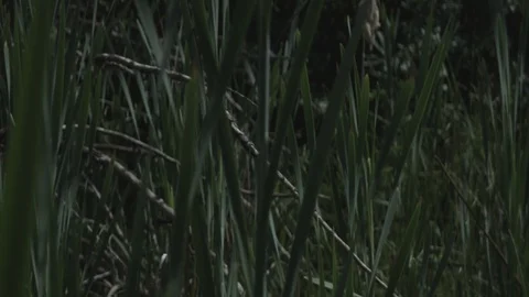 Swamp waters, lake Stock Footage 110798740