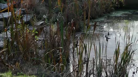 Swamp &amp; Weeds Stock Footage 12869656