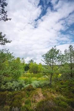 Swamp wilderness in Scandinavia Stock Photos