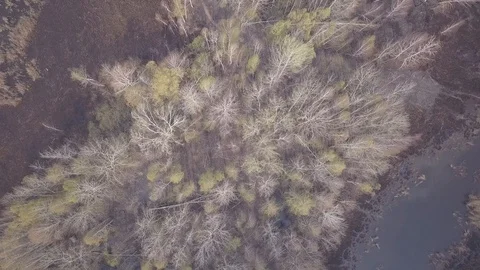 Swamp wildfire Video stock 128827614