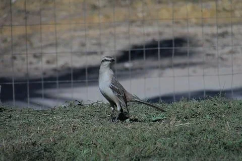 SWAMP WISDOM Stock Photos