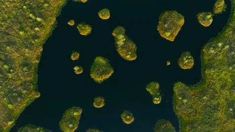 Swamp Yelnya, drone view landscape. Wild mire of Belarus. Vídeo Stock 205375111