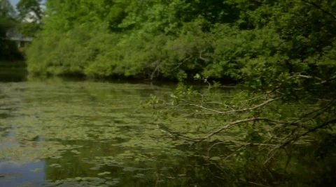 Swamp1 Stock Footage 125262