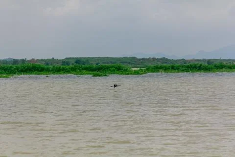 Swamp10 Stock Photos