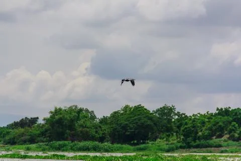 Swamp12 Stock Photos