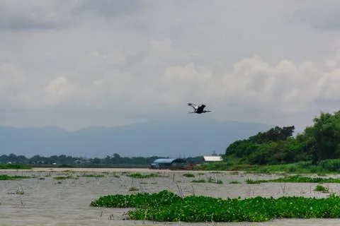 Swamp13 Stock Photos