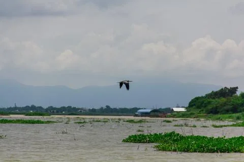 Swamp17 Stock Photos