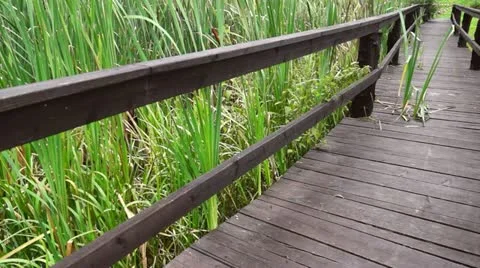 Swamparea Move Stock Footage 11937178