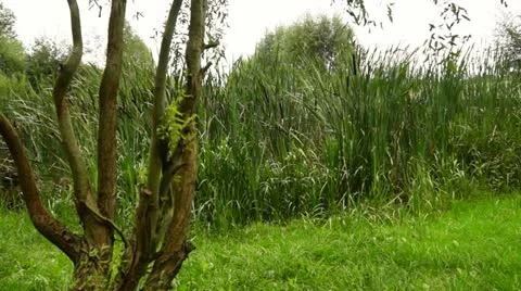 Swamparea Move on Tree Stock Footage 11939796