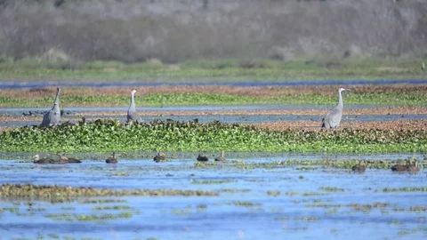 Swampbirds1 Stock Footage 80679069