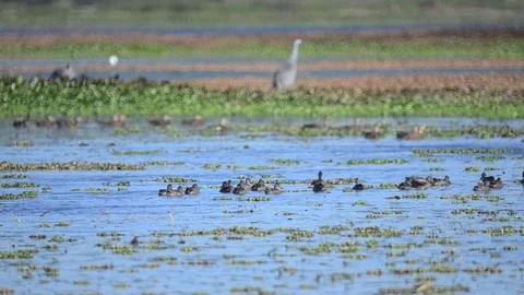 Swampbirds2 Stock Footage 80679085