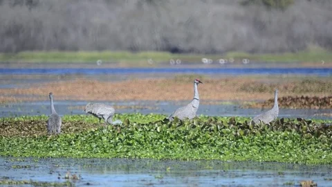 Swampbirds3 Stock Footage 80679116
