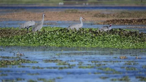 Swampbirds4 Stock Footage 80679122