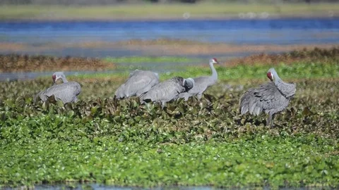 Swampbirds5 Stock Footage 80679137