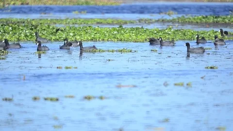 Swampbirds7 Stock Footage 80679156