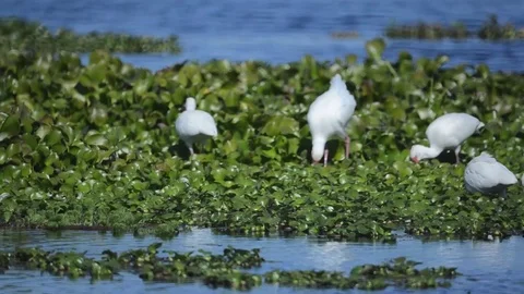 Swampbirds8 Stock Footage 80679186