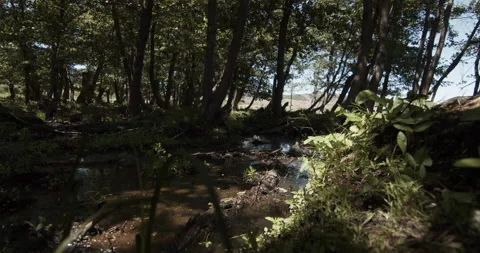 Swamped brook in green summer forest Stock Footage 139745554