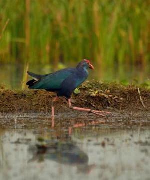Swamphen Foto stock
