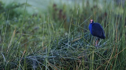 Swamphen In Reeds Stock Footage 74682417